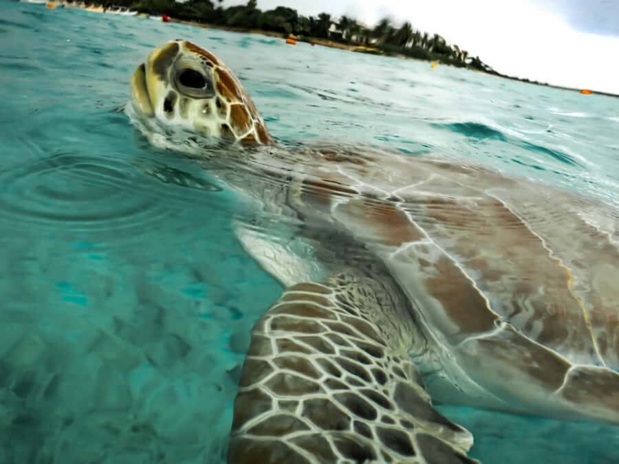 Akumal: Turtles Snorkeling Tour at Natural Paradise - Key Points