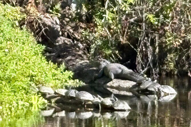 Alexander Springs 4 Hour Guided Kayak/ Swim/ Snorkel Adventure - An In-Depth Look at the Alexander Springs Tour