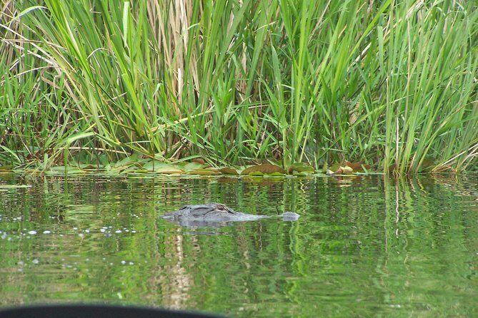 Alligator River Kayak Adventure - The Cost and Value