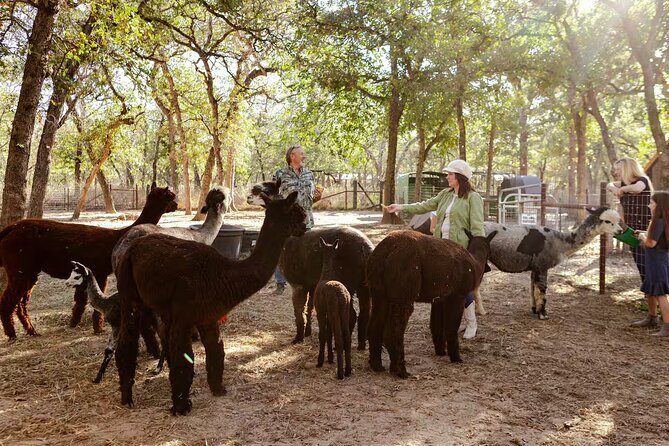 Alpaca Experience Tour - Who Will Enjoy This Tour Most?