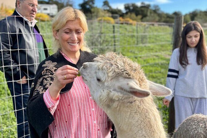 Alpaca Walking Adventure in Scenic Carmel Valley - Who Should Book This Tour?
