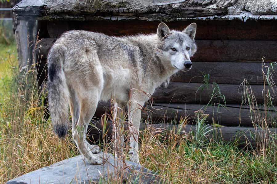 Anchorage: Scenic Tour to Wildlife Center - Why This Tour Is a Great Choice