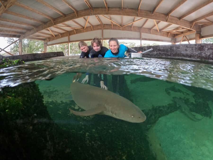 Anna Bay: Irukandji Entry Pass with Reef Shark Encounter - The Feeding and Shark Encounters