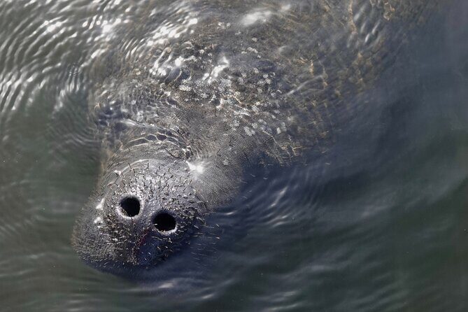 Anna Maria Island Dolphins & Beginners Snorkeling Adventure 4Hrs - FAQ