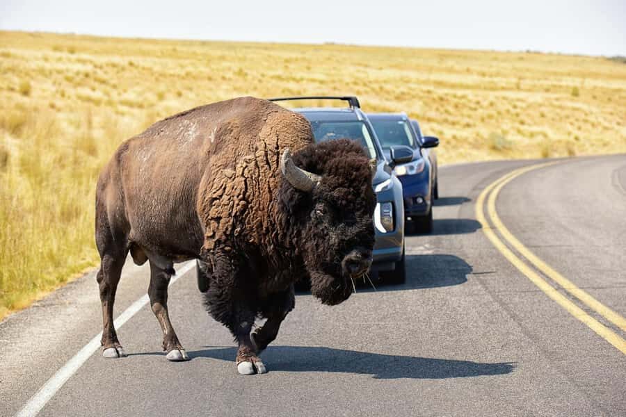 Antelope Island Wildlife Expedition to the Great Salt Lake - Why Choose This Tour?
