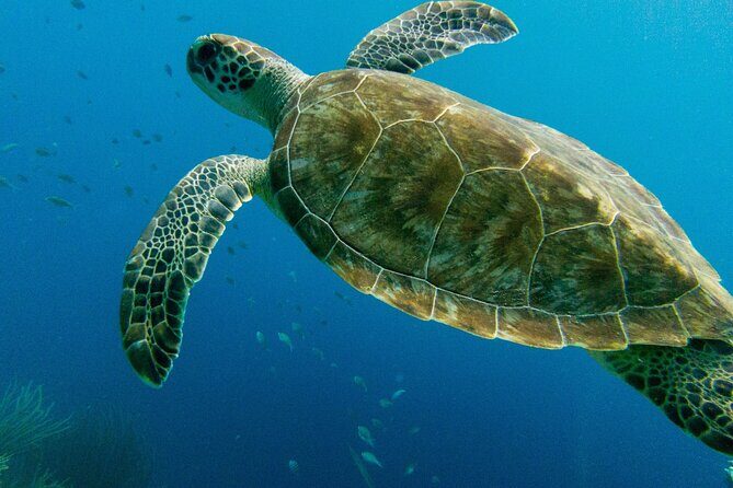 Atlantis Submarine Private Tour in Bridgetown - The Itinerary in Detail