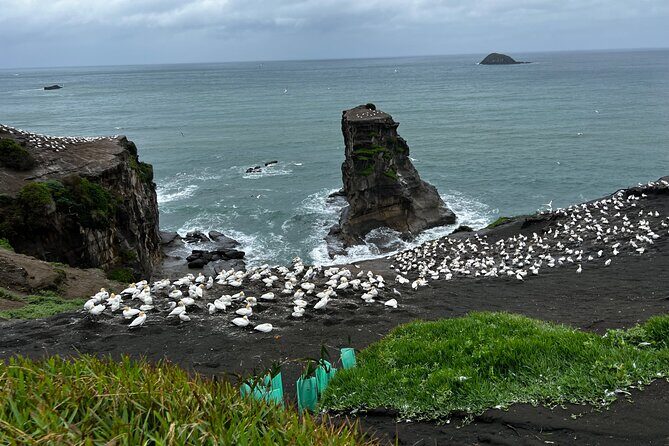 Auckland City and West Coast Black Sand Beach Full Day Tour - What’s Included and What to Expect