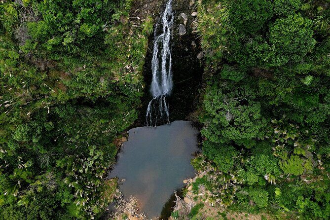 Auckland West Coast Rainforest and Beach Tour - The Cost & Value