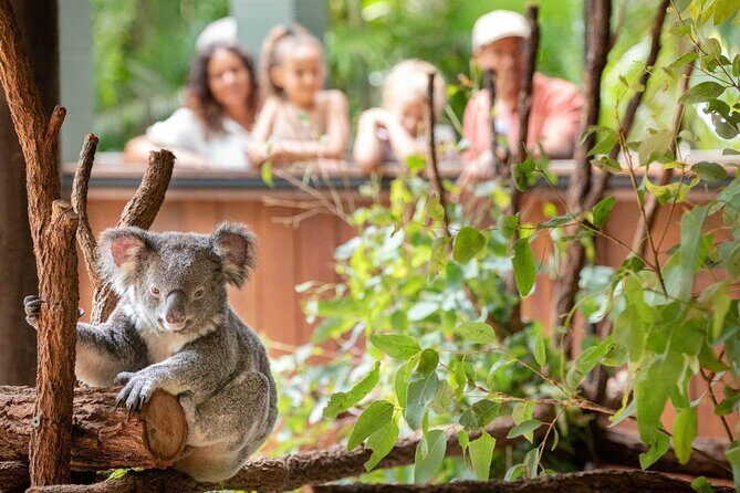 Australia Zoo Private Group Tour from Brisbane - The Experience from the Traveler Perspective