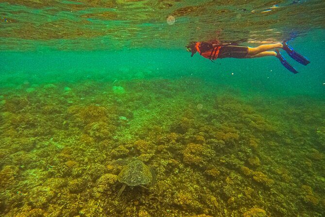 Balandra Beach Escape Snorkel & Wildlife Roundtrip Pichilingue - What Makes This Tour Stand Out?