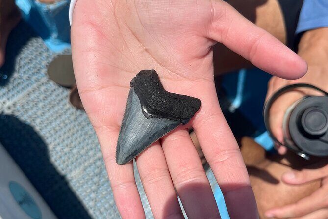 Barrier Island Drop Off Fossil Hunting Excursion - Final Thoughts