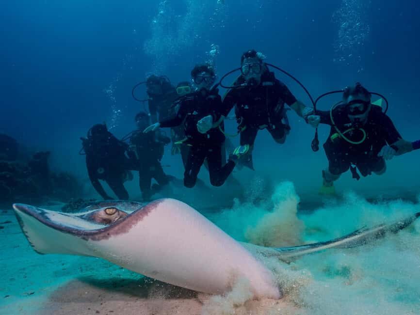 Bayhibe: Private 2 Tank Scuba Dive tour in the National Park - Why This Tour Offers Great Value