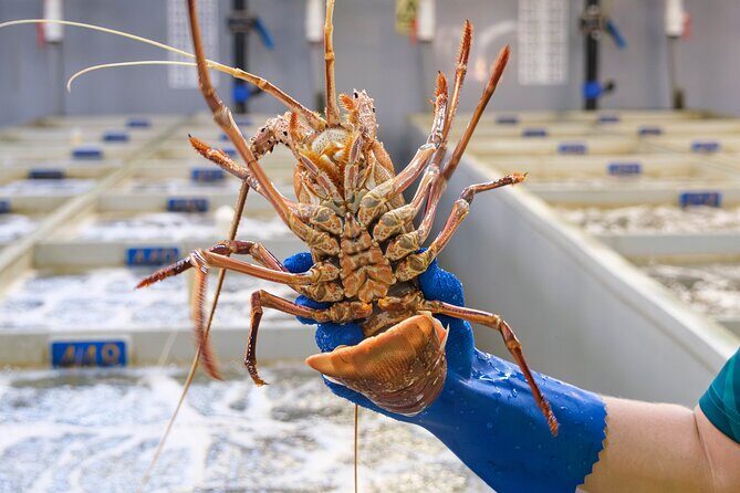 Behind-The-Scenes Ocean Harvest Tour - A Detailed Breakdown of the Tour Experience