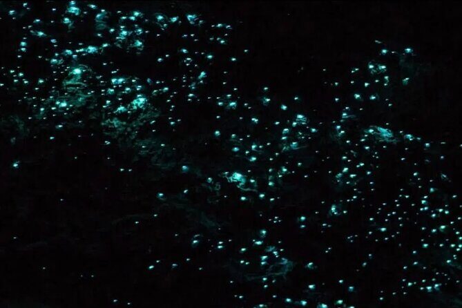 Bioluminescence Snorkel Boat Tour to Klein Bonaire - What Makes This Tour Special?