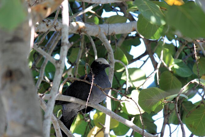 Bird Feeding Sanctuary & Montego Bay Highlight Tour - Exploring Montego Bay: A Journey Through Time
