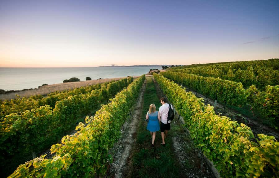 Blenheim/Renwick: Marlborough Half-Day Wine Tour with Lunch - The Itinerary in Detail