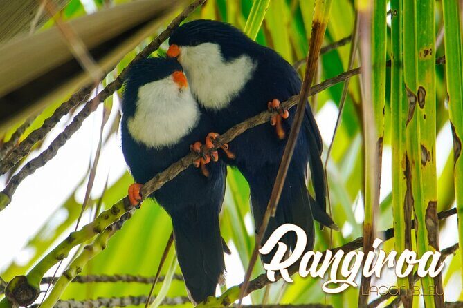 Blue Lagoon - PRIVATE ISLAND Pink sand beach and wildlife reserve - Final Thoughts