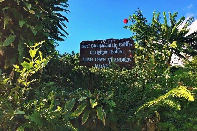 Blue Mountain Bicycle Tour Experience - The Sum Up