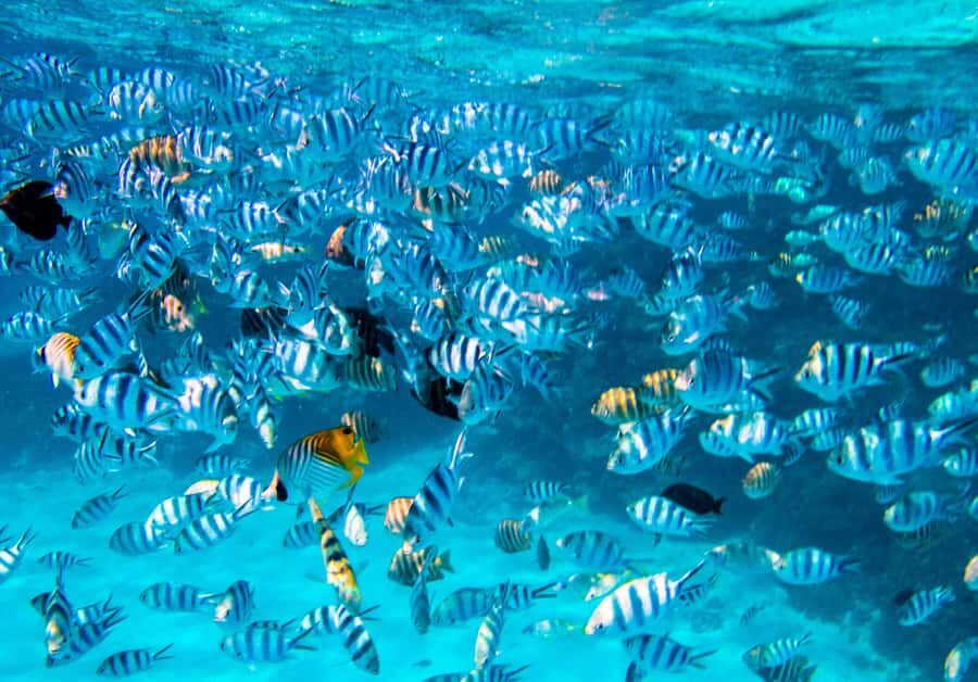 Bora Bora: Full-Day Lagoon Snorkelling Tour - What Do Travelers Say?