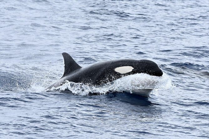 Bremer Bay Orca Experience - What Makes This Tour Stand Out
