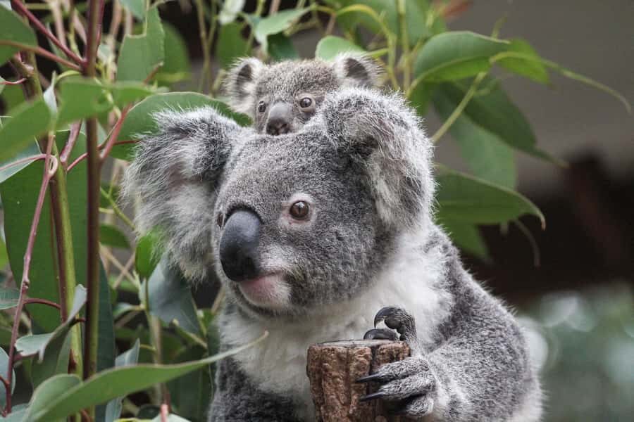 Brisbane: Lone Pine Koala Sanctuary Day Pass - Exploring the Sanctuary: What to Expect During Your Visit