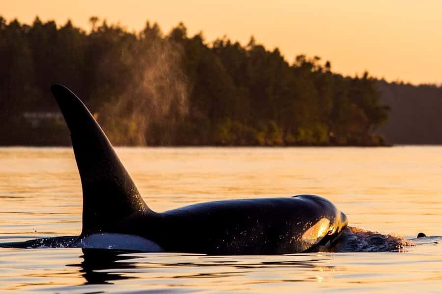 British Columbia: Whale Watching Eco-Adventure Tour - Who Should Consider This Tour?