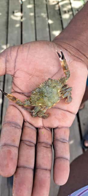 Buccoo Reef and Nylon Pool Adventure - The Practical Details