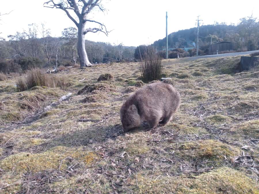 Burnie: Guided 6-hour tour to Cradle Mountain & Dove Lake - Exploring Dove Lake and Cradle Mountain