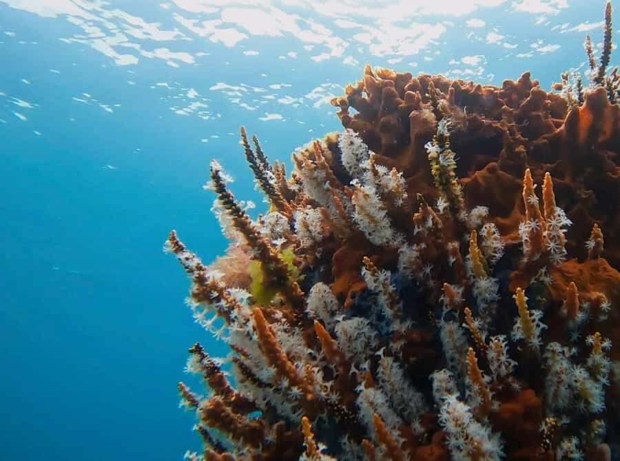 Busselton: Jetty Snorkeling Tour with Underwater Sculptures - Transportation and Group Size