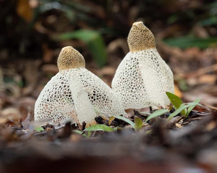 Cairns Botanic Gardens: Mushroom Photography Tour - The Itinerary Breakdown