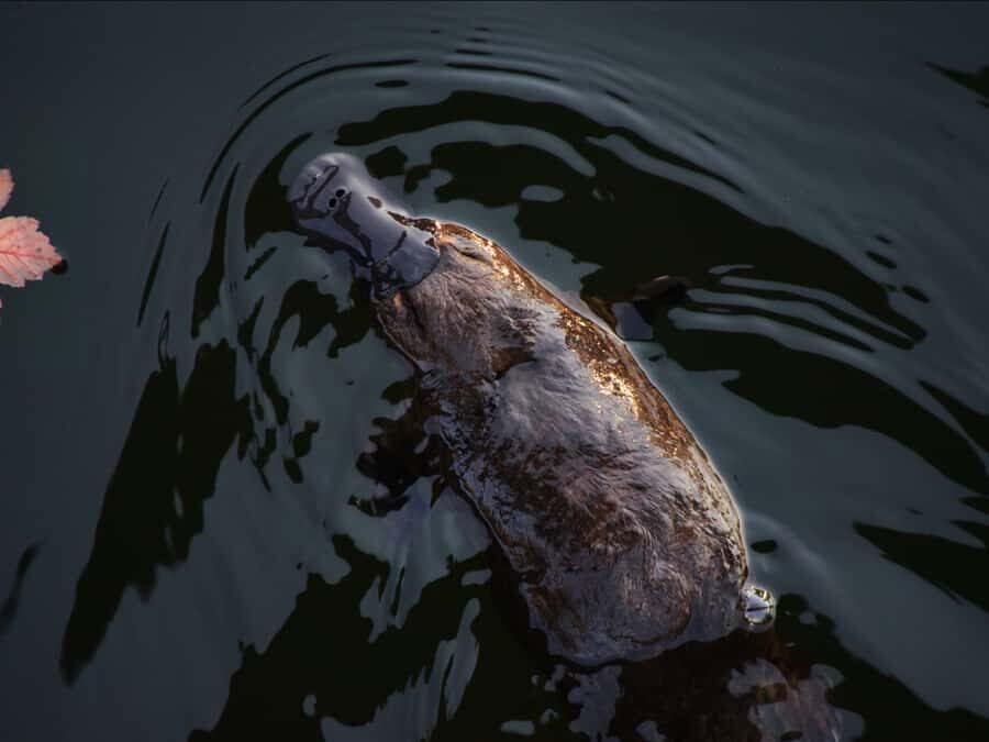 Canberra: Kangaroos and Koala Experience Tour - What’s included and what to bring