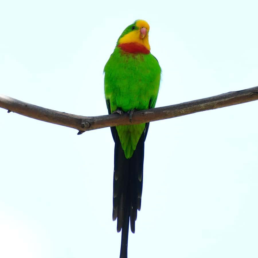 Canberra: Nature Tour with Lunch - A Closer Look at the Tour Itinerary