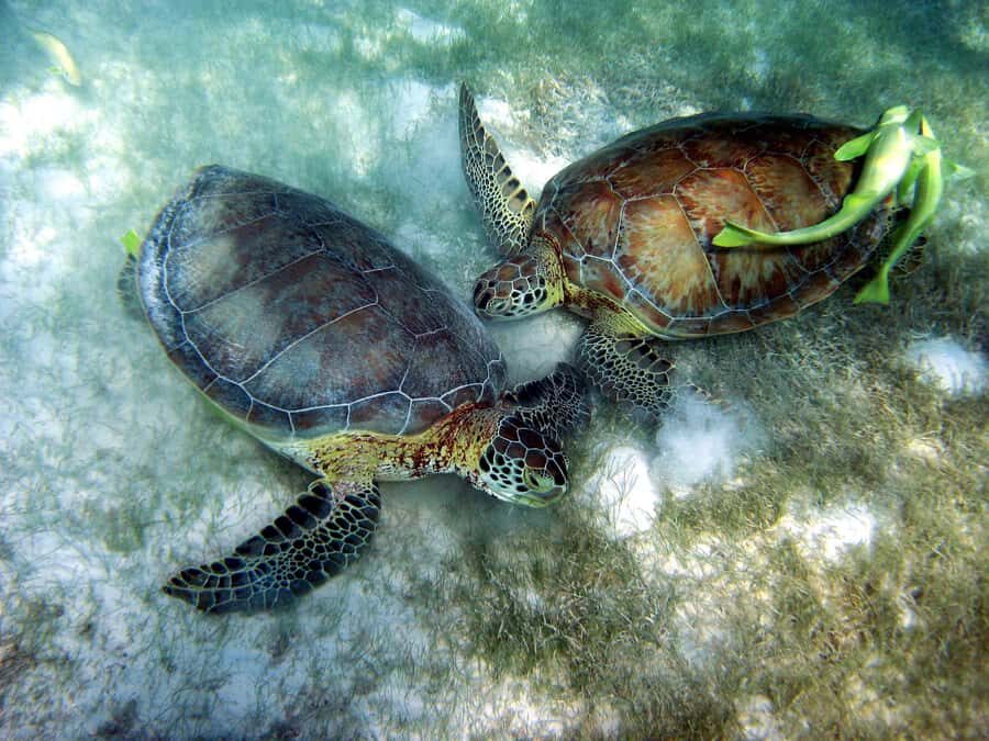 Cancun: Snorkeling tour with Sea Turtles & Cenote, half day. - The Value of the Tour