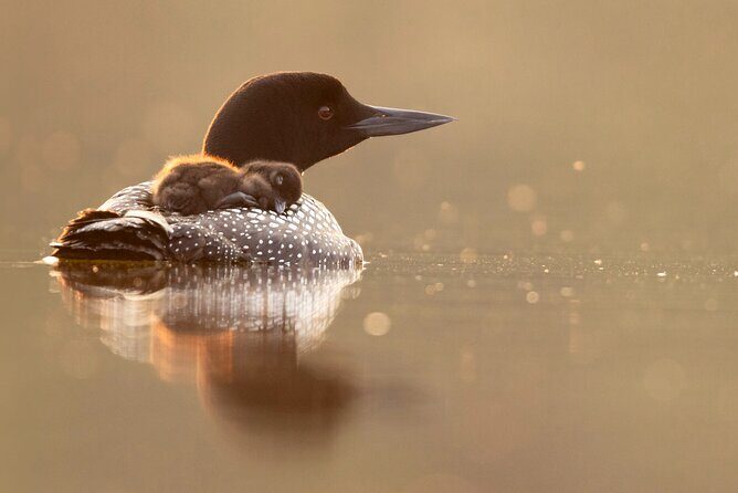 Canmore: Morning Wildlife Viewing Tour in Banff National Park - An In-Depth Look at the Experience
