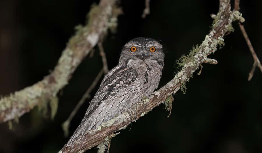 Cape Tribulation: Daintree Rainforest Night Walk Tour - An Introduction to the Daintree Night Walk