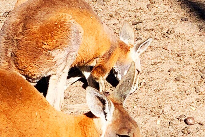 Caversham Wildlife and Swan Valley Private Tour - The Authentic Touch: Reviews and What Travelers Say