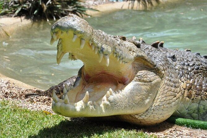 Central Coast Private Day Tour | Beaches, Bays and Wildlife & Reptile Park Entry - What’s Included and What to Expect