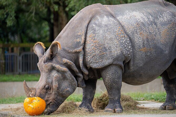 Central Florida Zoo Skip-the-Line Ticket - The Sum Up: The Bottom Line