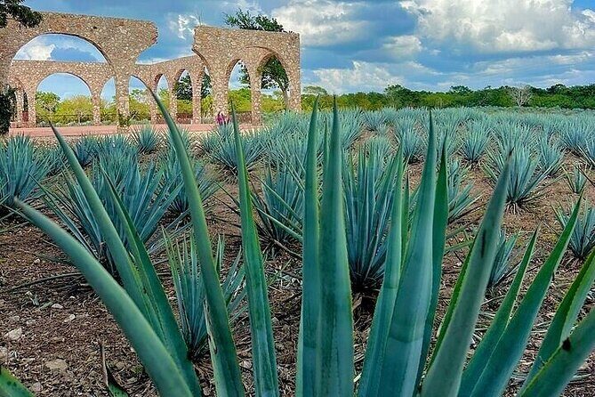 Chichen Itza, Cenote, Tequila and Valladolid Tour from Cancun - Authentic Experiences and Traveler Insights