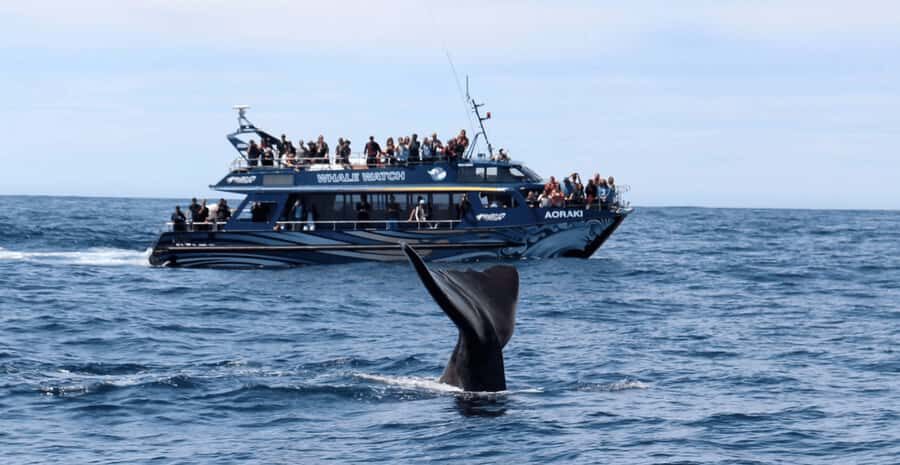 Christchurch: Kaikoura Day Tour with Hotel Pickup - What Makes This Tour Stand Out?