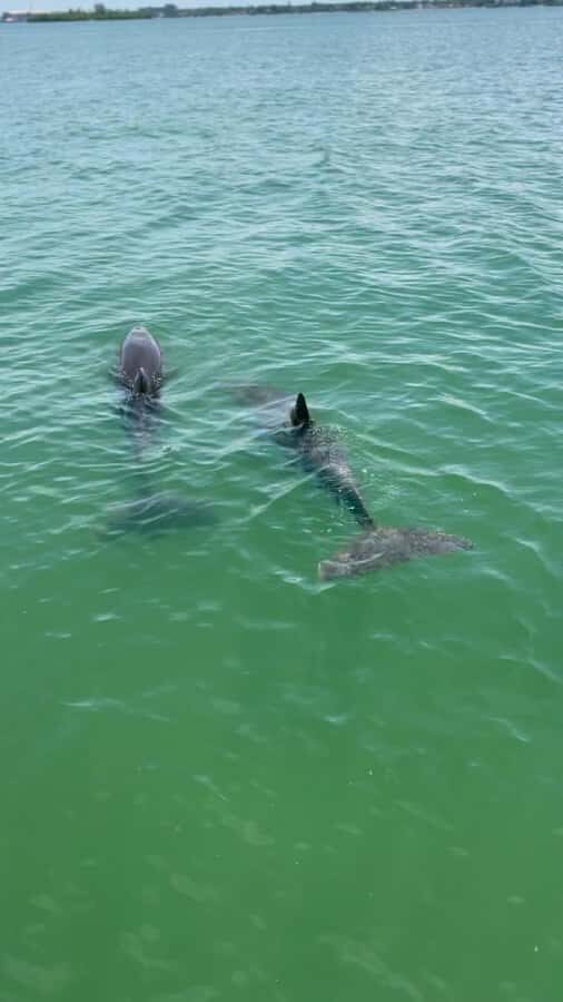 Clearwater: Island Hop and Dolphin Watch Ultimate Boat Tour - Practicalities: What to Know Before You Book