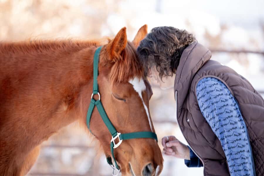 Colorado Springs: Mindfulness with Rescue Mustangs - The Sum Up