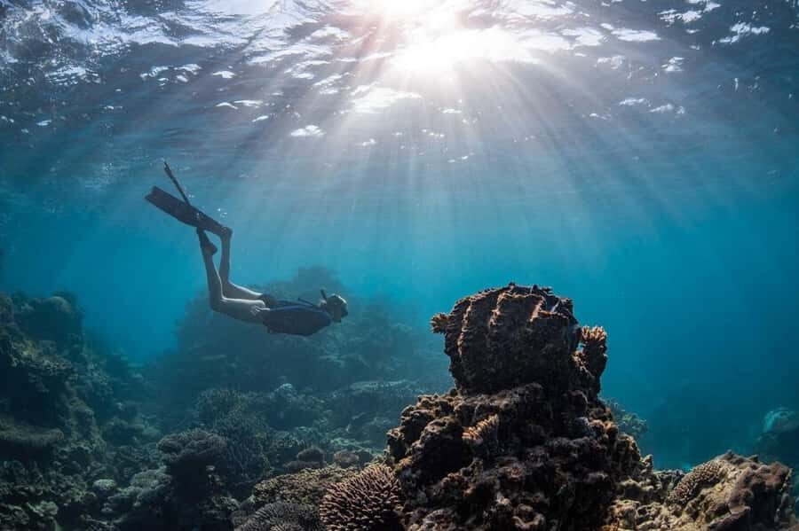 Coral Bay: Half Day Ningaloo Reef Adventure with Manta Rays - The Value of This Tour