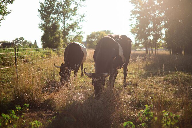 Cow Cuddles Moo Moo Bovine Therapy - Practical Considerations and Tips