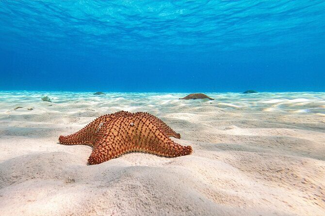 Cozumel Reef Snorkeling Tour - What’s Included and What’s Not