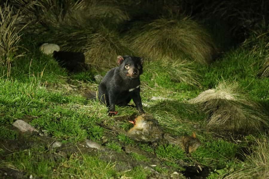 Cradle Mountain Wildlife Spotting after Dark - The Itinerary: What Makes Each Stop Special?