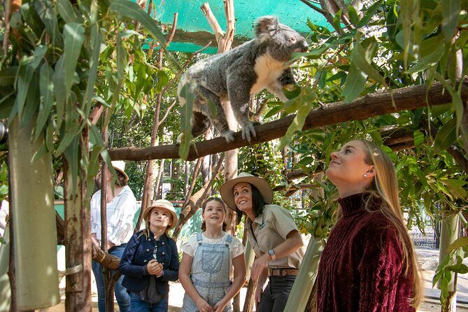 Currumbin Wildlife Sanctuary General Entry Ticket - Authentic Experiences and Visitor Feedback