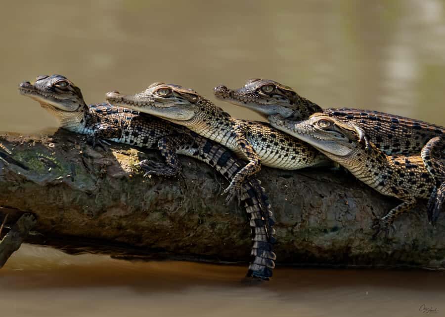 Darwin: Adelaide River Cruises, Jumping Crocodile Experience - Practicalities and Tips