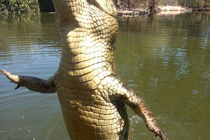 Darwin City Tour + Crocodile Cruise+Lunch Optional - What to Expect from the Experience