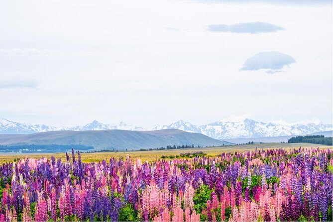 Day Tours from Mount Cook - A Closer Look at the Stops and Highlights